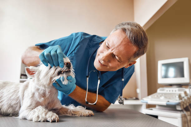 Best Pediatric Emergency Dentist in Basin, WY